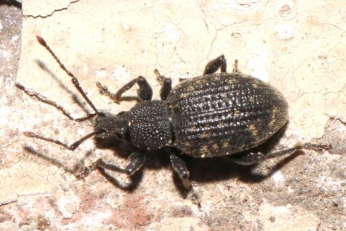 Otiorhynchus sulcatus